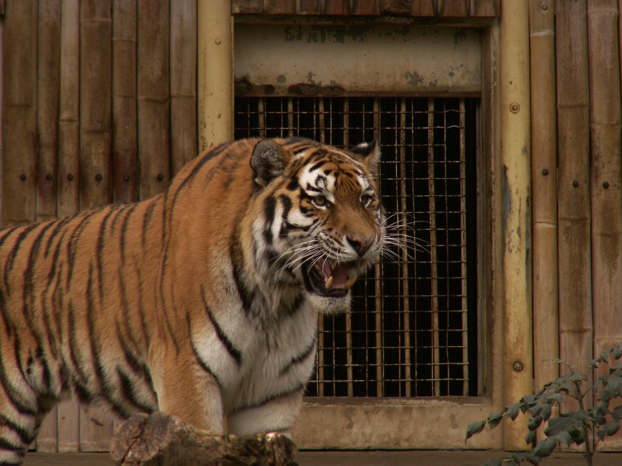 動物園老虎傷人事件最新進展深度解析與報告